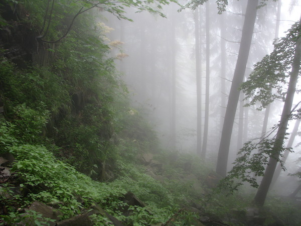 foggy-wilderness