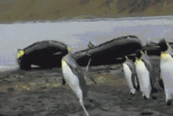 penguins-figuring-it-out