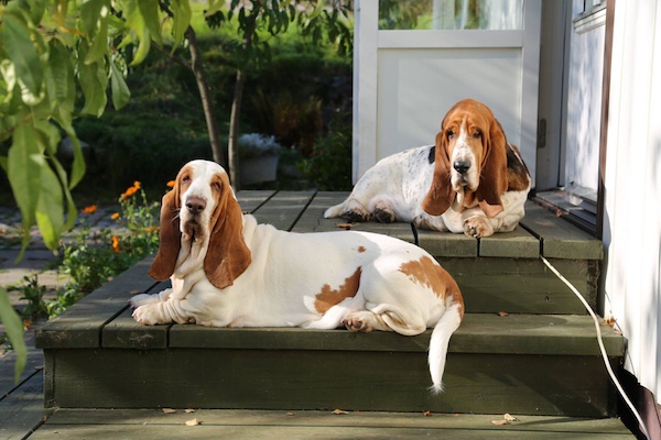 Jon-Buscall-Hounds
