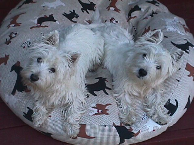 Rosie and Rocky