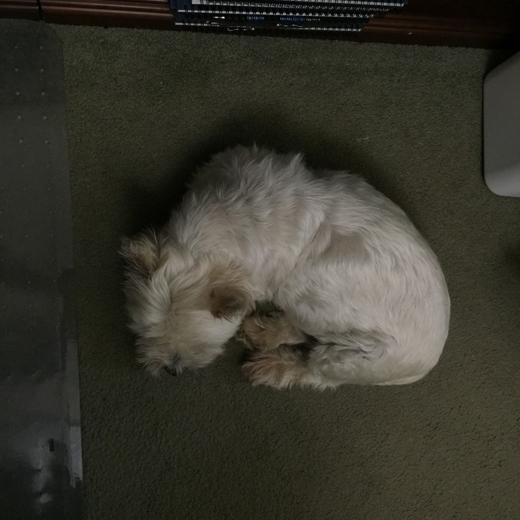 Rocky laying right beside me in The Yellow Studio (Sunday, June 14, 2015)