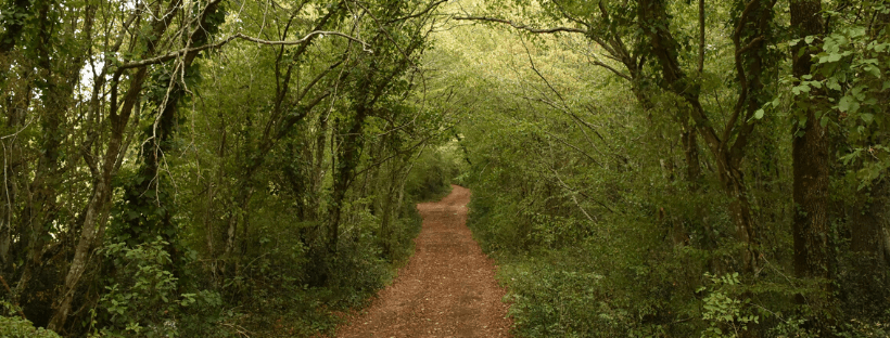 Leaning Toward Wisdom Modern Tales Of An Ancient Pursuit Leaning Toward Wisdom Modern Tales Of An Ancient Pursuit